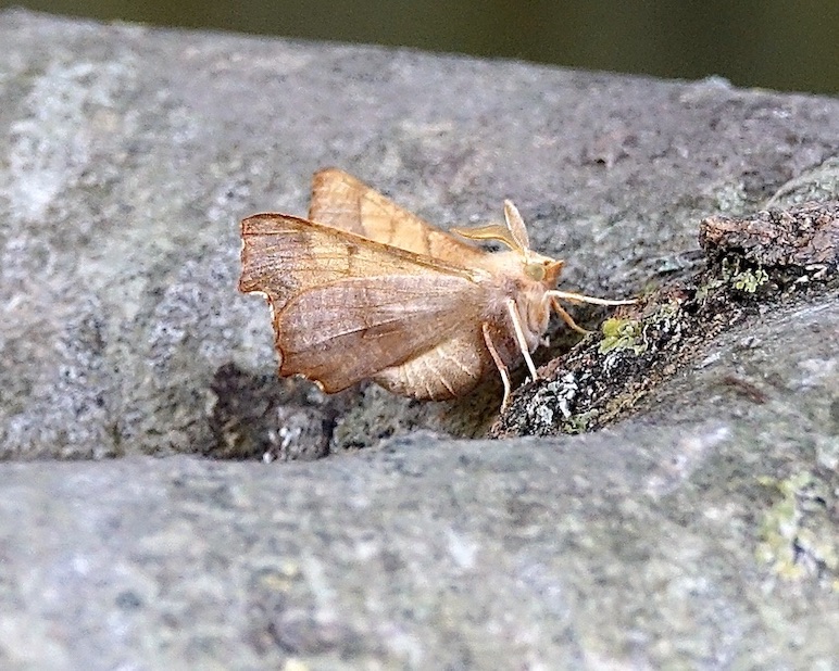 September thorn